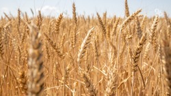«Центр оценки качества зерна» Ставрополья пояснил, сколько могут храниться злаки 